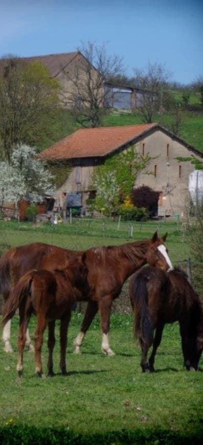 Centre équestre et élevage frenchy à malta en bourgogne élevage de chevaux et poulainN’hésitez pas à nous solliciter, nous sommes à votre disposition.