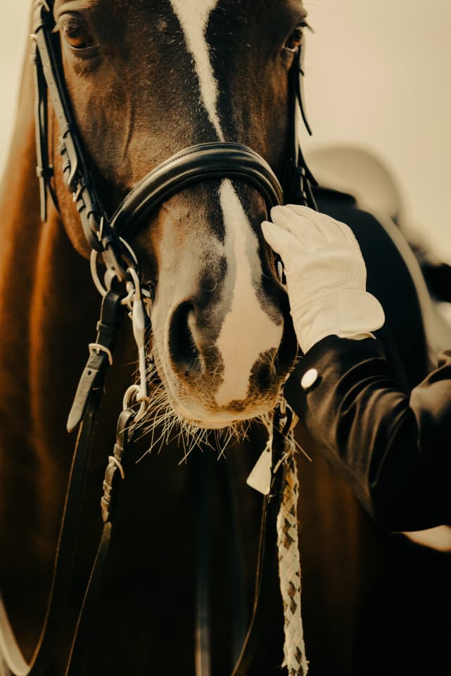Centre équestre et élevage frenchy à malta en bourgogne élevage de chevaux et poulain