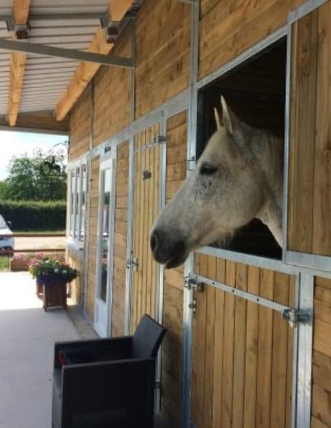 Centre équestre et élevage frenchy à malta en bourgogne élevage de chevaux et poulain