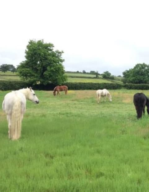 Centre équestre et élevage frenchy à malta en bourgogne élevage de chevaux et poulain