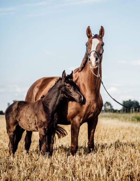 Centre équestre et élevage frenchy à malta en bourgogne élevage de chevaux et poulain
