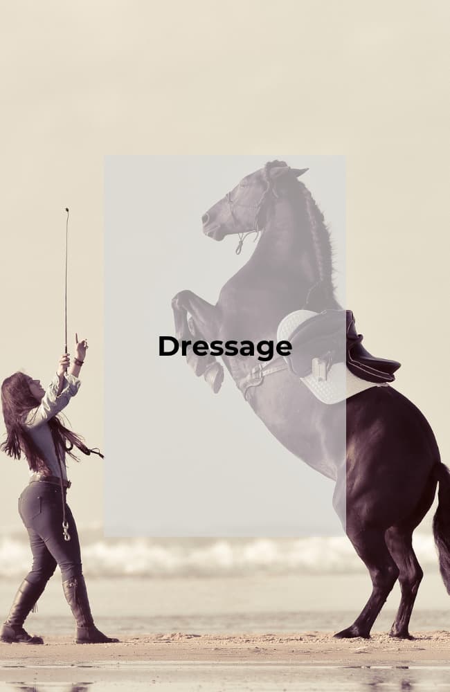dressage