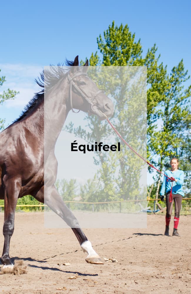 equifeel