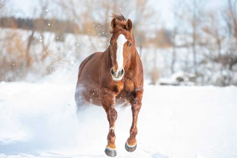 shutterstock_1993718468-1