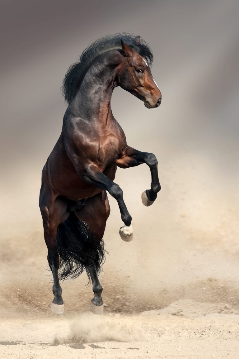 shutterstock_592761611-1