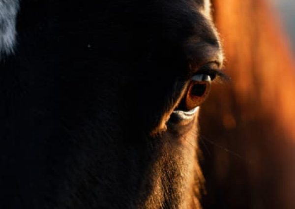 Centre équestre et élevage frenchy à malta en bourgogne élevage de chevaux et poulain
